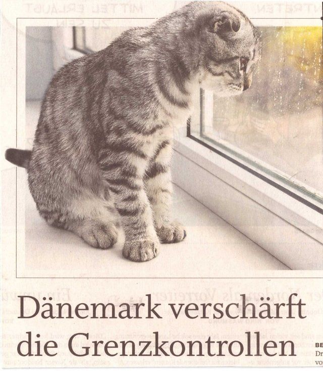 Zeitungsausschnitt „Kurzschlüsse“: Eine grau-getigerte Katze blickt aus dem Fenster; darunter die Schlagzeile „Dänemark verschärft die Grenzkontrollen“.
