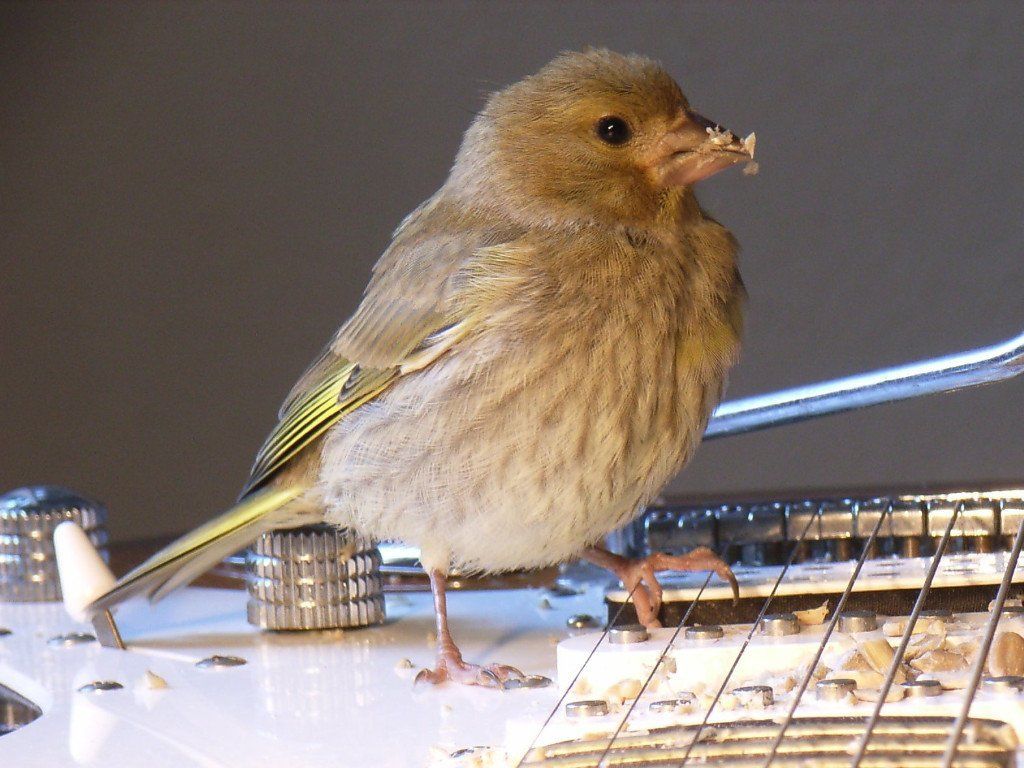 Grünlingsbaby auf einer Gitarre. Photo von Carsten Schneider