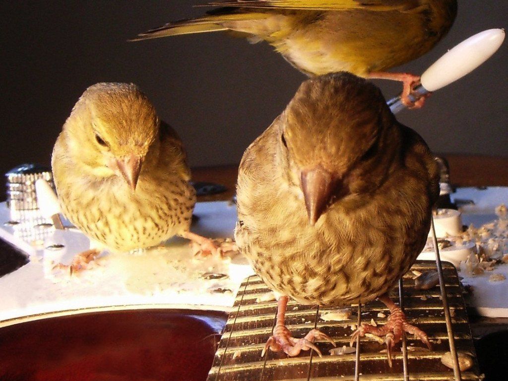 Vogelphoto von Carsten Schneider