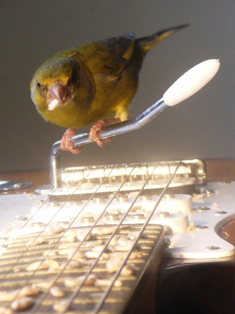 Vogelphoto von Carsten Schneider