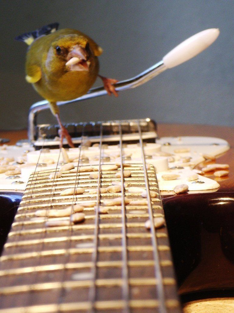 Wildvögel auf Trommel und E-Gitarre. Ein Klangkunstwerk von Carsten Schneider