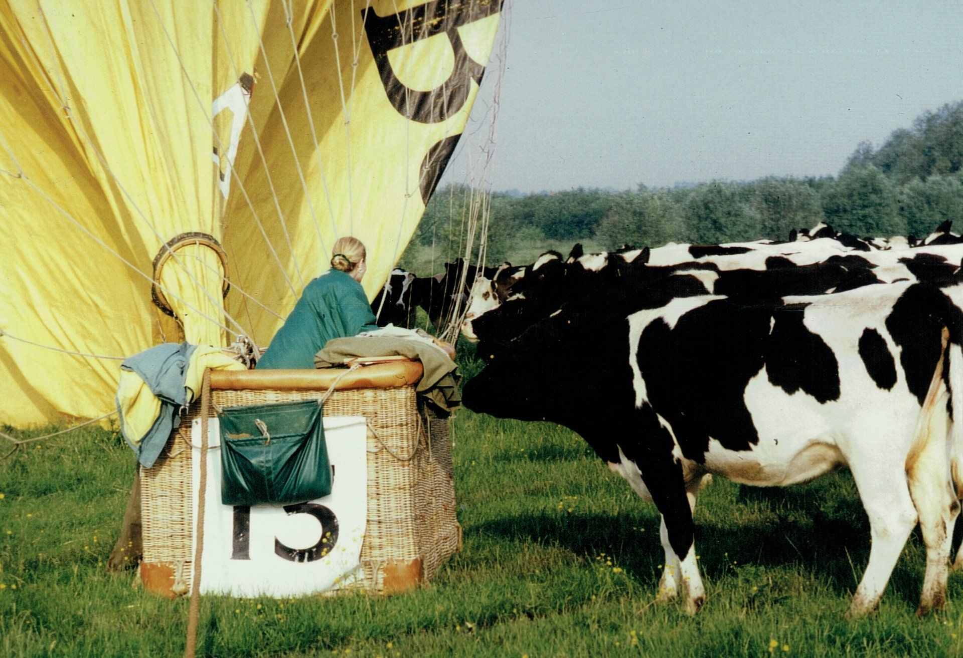 Gasballonlandung in einer Kuhherde