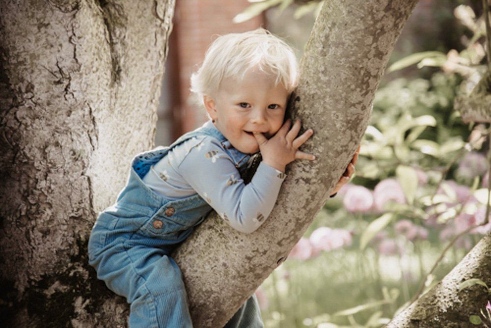 kleiner Junge sitzt in Astgabel von Apfelbaum
