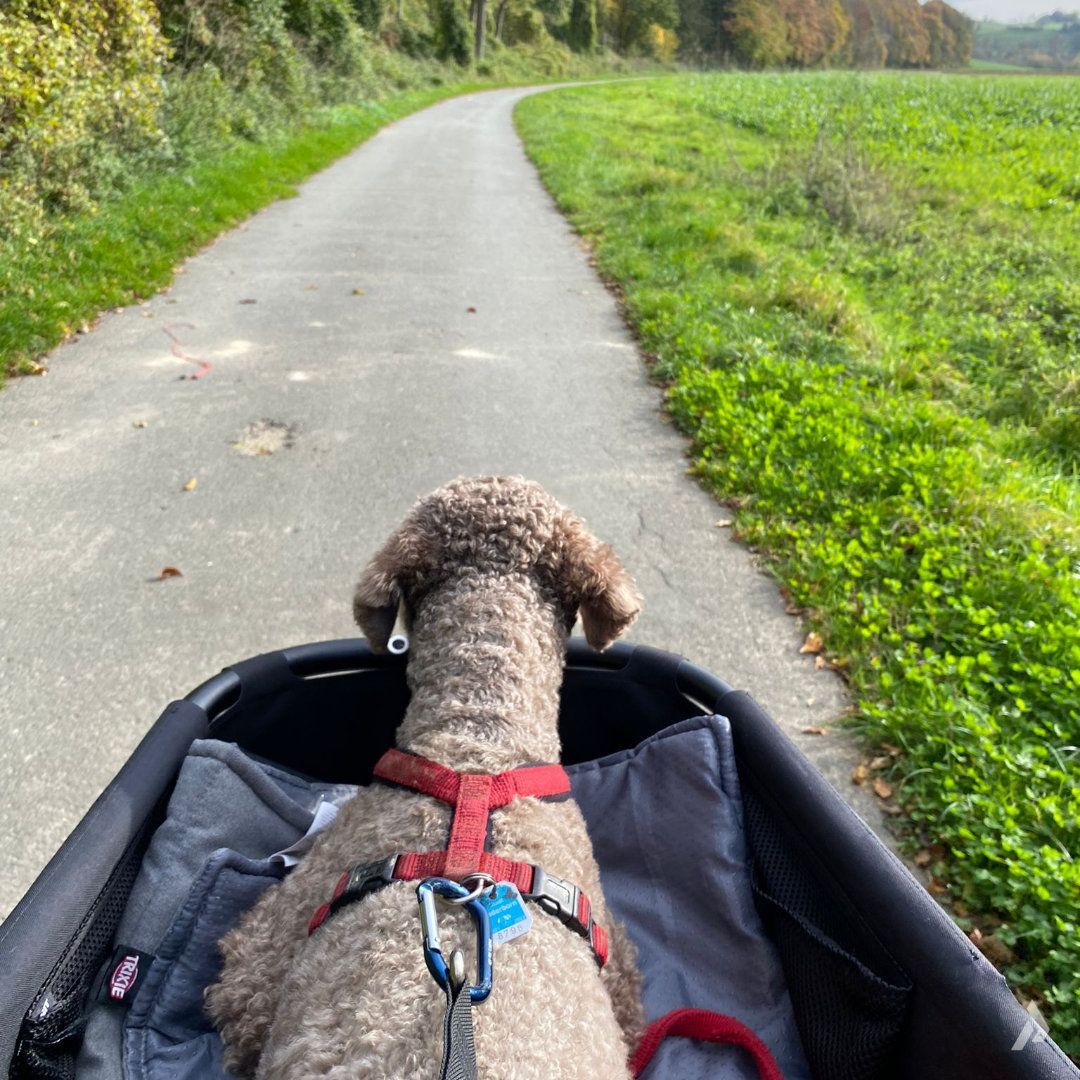 Hund und Mini Cargobike YOONIT Dog Seat E-Bike YOONIT
