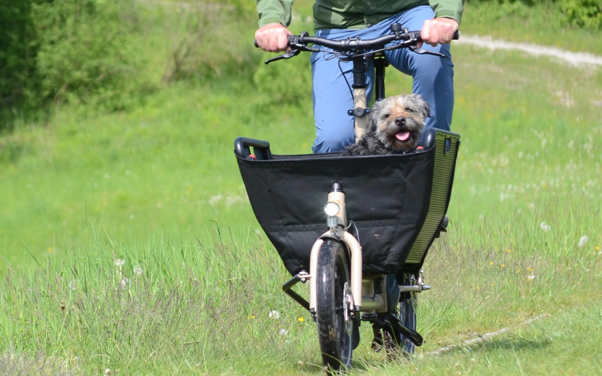 Hund im Fahrradkorb E-Bike Lastenrad Cargobike Paderborn 2023