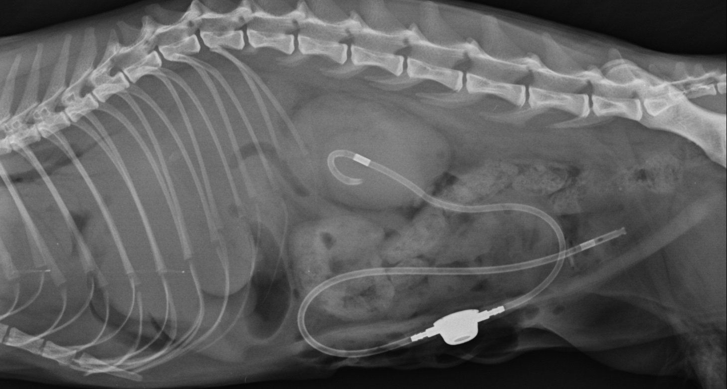 SUB ureteral en gato