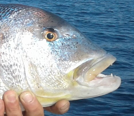pêche en dérive denti pêche côte bleue vidéo dentex dentex