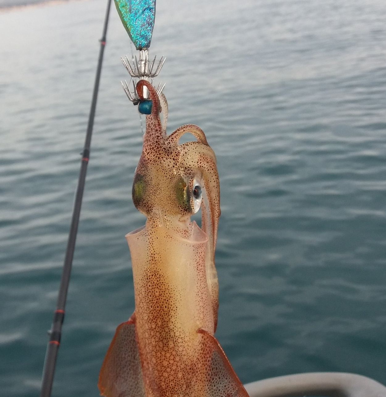 calamar côte bleue pêche de nuit pêche en mer méditérranée