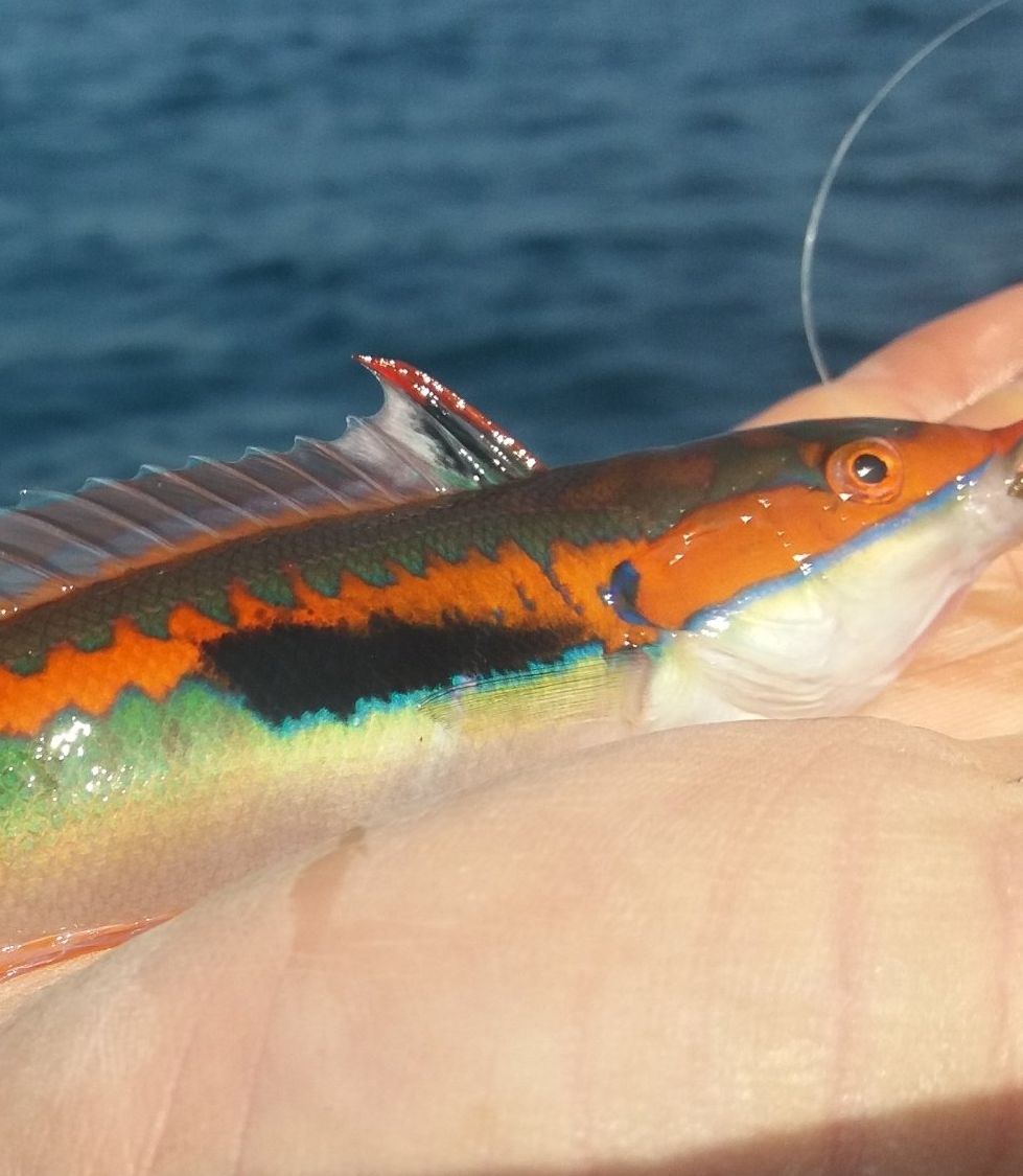 calamar côte bleue pêche de nuit pêche en mer méditérranée