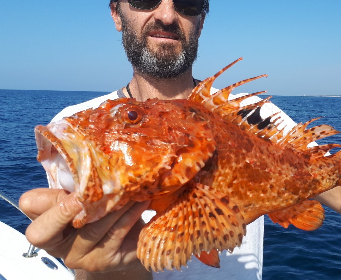 chapon pêche côte bleue loisir pêche moniteur sortie en mer