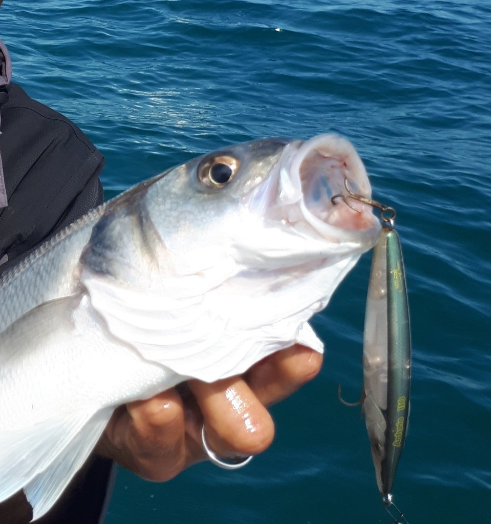 pêche au bar peche aux loup peche au leurre marseille