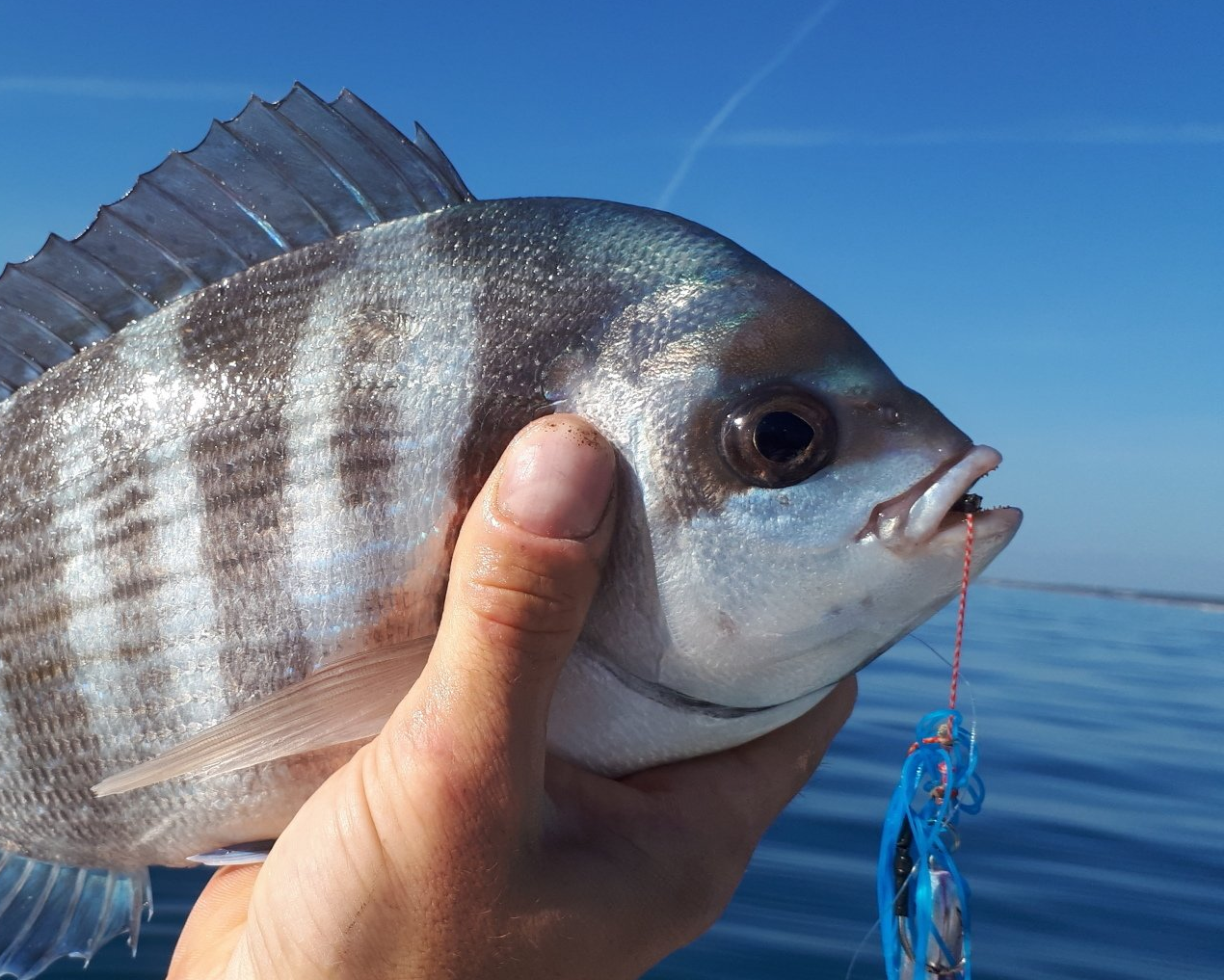Sparidé pêche en mer sortie de pêche Marseille côte bleue carro
