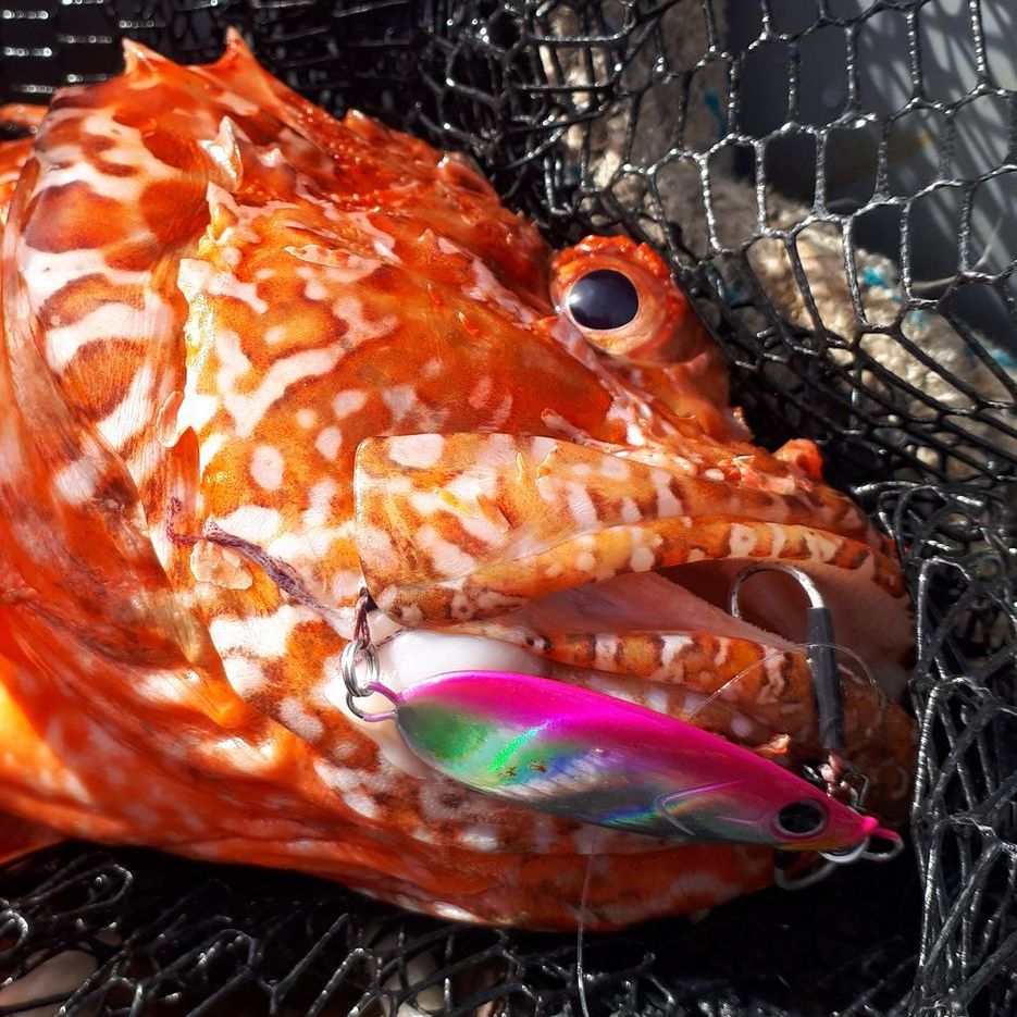 gros deti capturé avec un leurre, pêche en mer au top avec de gros poissons