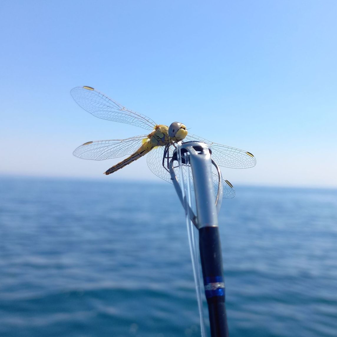 belle photo d'une libellule sur le bout de la canne