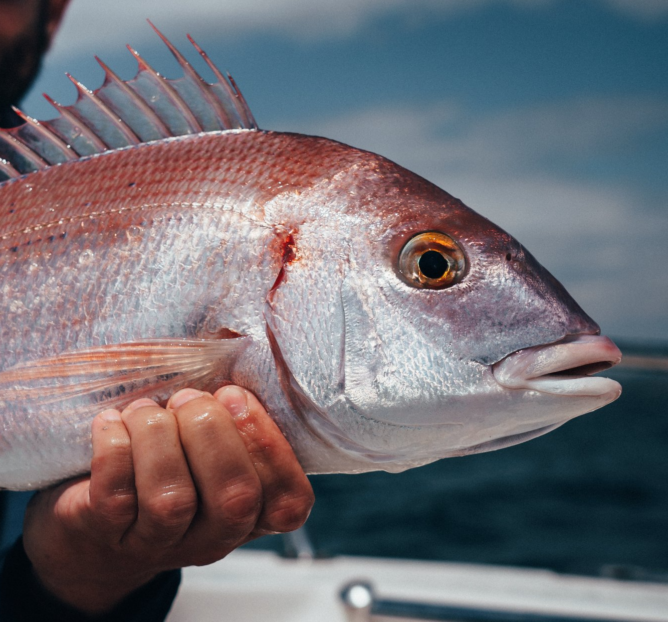pageot côte bleue guide Marseille pêche journée peche