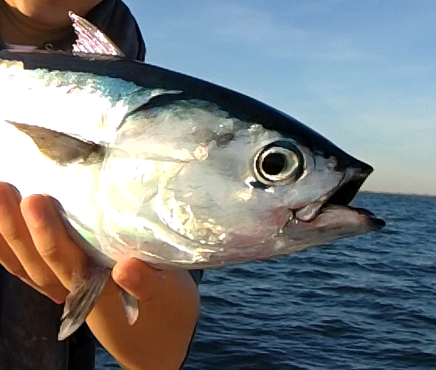 poisson sur chasse thon pêche leurre traine guide de pêche en mer marseille
