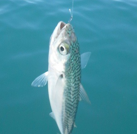 joli maquereau , beau poisson lors d'un partie de pêche dans le département du 13