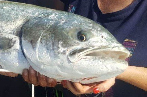 pêche au leurre jig vif moniteur de pêche guide de pêche en mer Vincent Garcia bouches du rhone