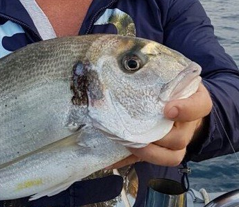 pêche en mer guide méditerranée poissons recherchés et techniques