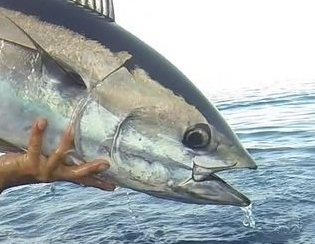 blu fish pêche au leurre peche en mer marseille chasse de poisson  attaque en surface