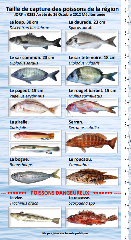 cours de pêche marseille peche côte d'azur taille