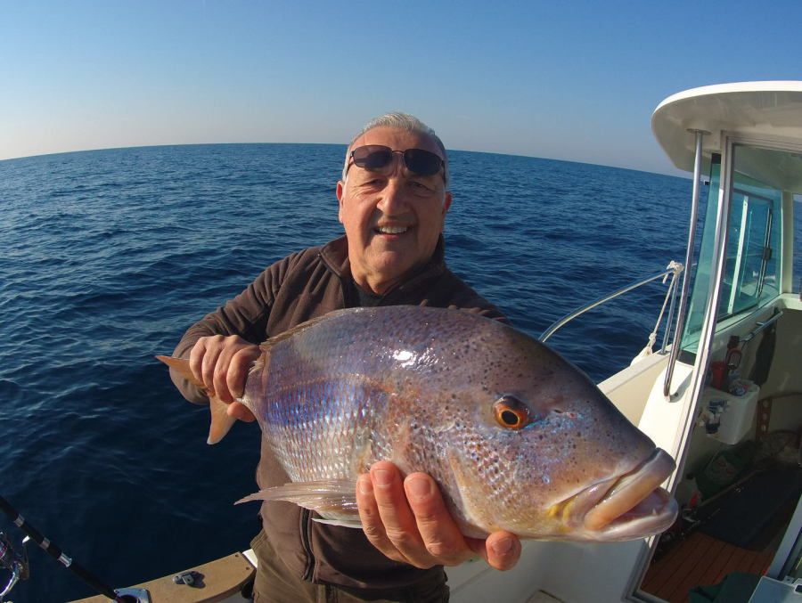 gros denti peche au vif denti dentex dentex tenya