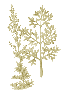 Tonique Stimulante Vermifuge Cholérétique Anti-inflammatoire Apéritive Absinthe - Artemisia absinthium