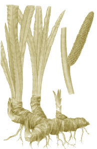 Carminatif Antispasmodique Sudorifique Stimulante Tonique Acore vrai, Roseau Aromatique