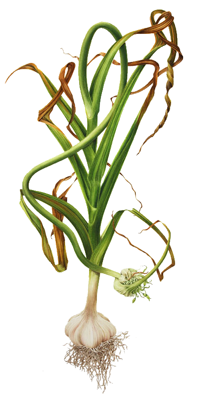 Ail - Allium Sativum - Alliacées ou lialiacées. Planche botanique Ail, Allium sativum, ail rose,ail cultivé, chapon, thériaque des pauvres.