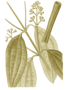 Cannelle -Cinamomum zeylanicum - Lauracées