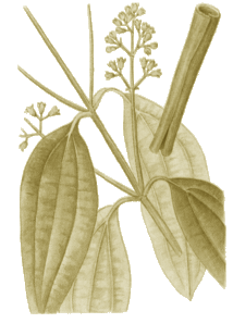 Antiseptique Antispasmodique Astringent Carminative Fébrifuge Stimulante Antiviral Cannelle -Cinamomum zeylanicum - Lauracées