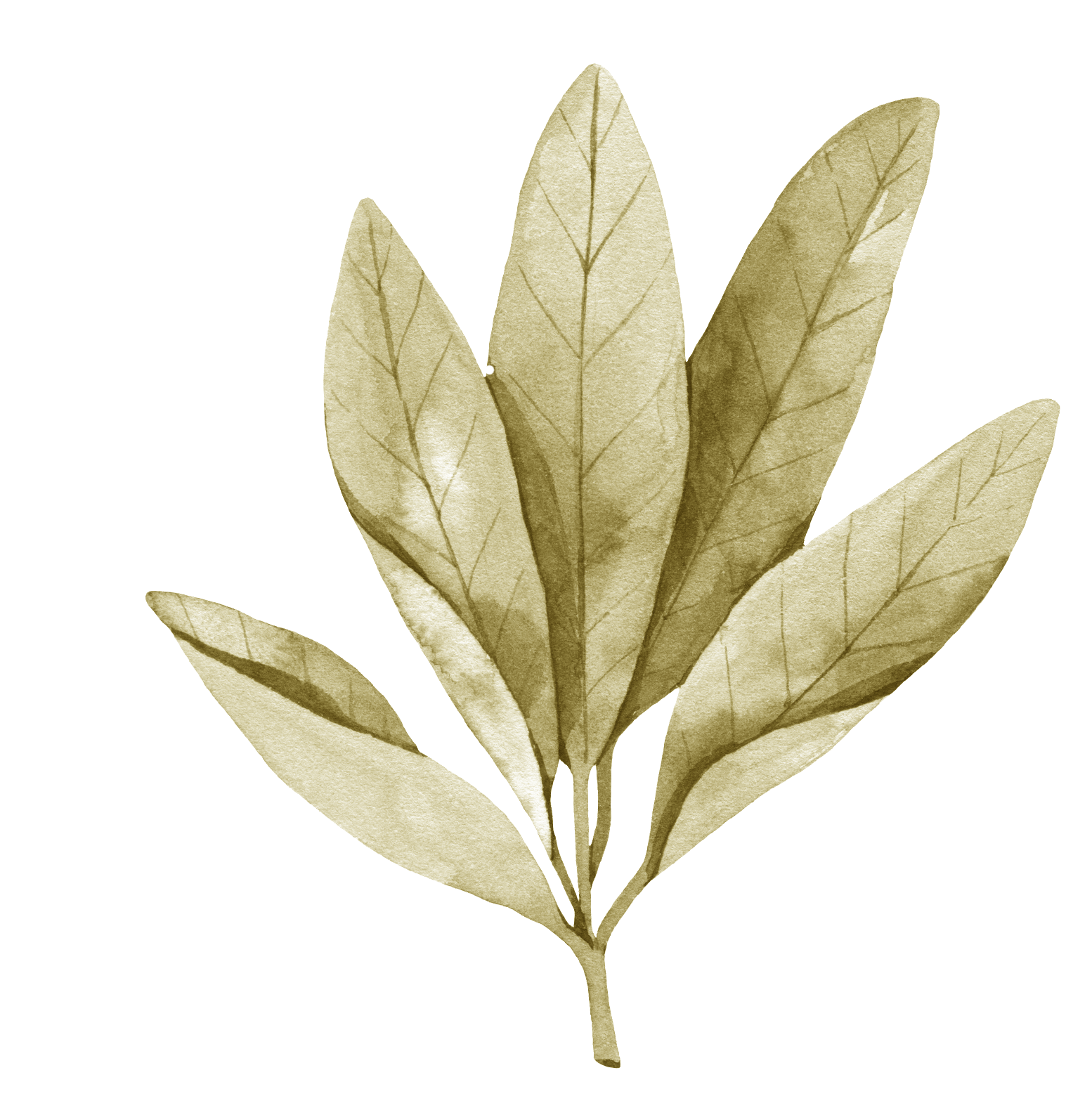 Antiseptique  Antispasmodique  Antisudorifique Hypoglycémiante Insecticide Stomachique Tonique Emménagogue Sauge, Salvia Officinalis  Sauge de Grèce, Grande sauge, Herbe Sacrée , Thé de France, Thé de Grèce, Thé d’Europe.