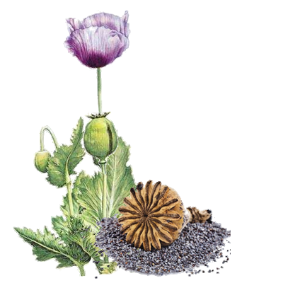 Papaver Somniferum - Pavot Officinal - Pavot Officinale- Papaver somniferum- graine de pavot