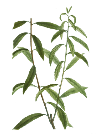 Salix Alba - Saule - saule blanc- Saule Commun, saule argent, osier blanc, Obier