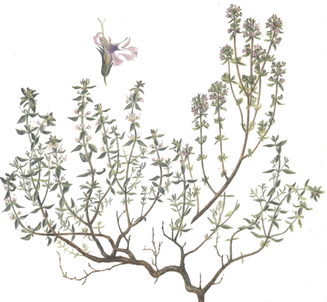 Thym - Thymus Vulgaris (Labiées) thym, thymus vulgaris, farrigoules des garrigues,barigoule, frigoules, Pote.