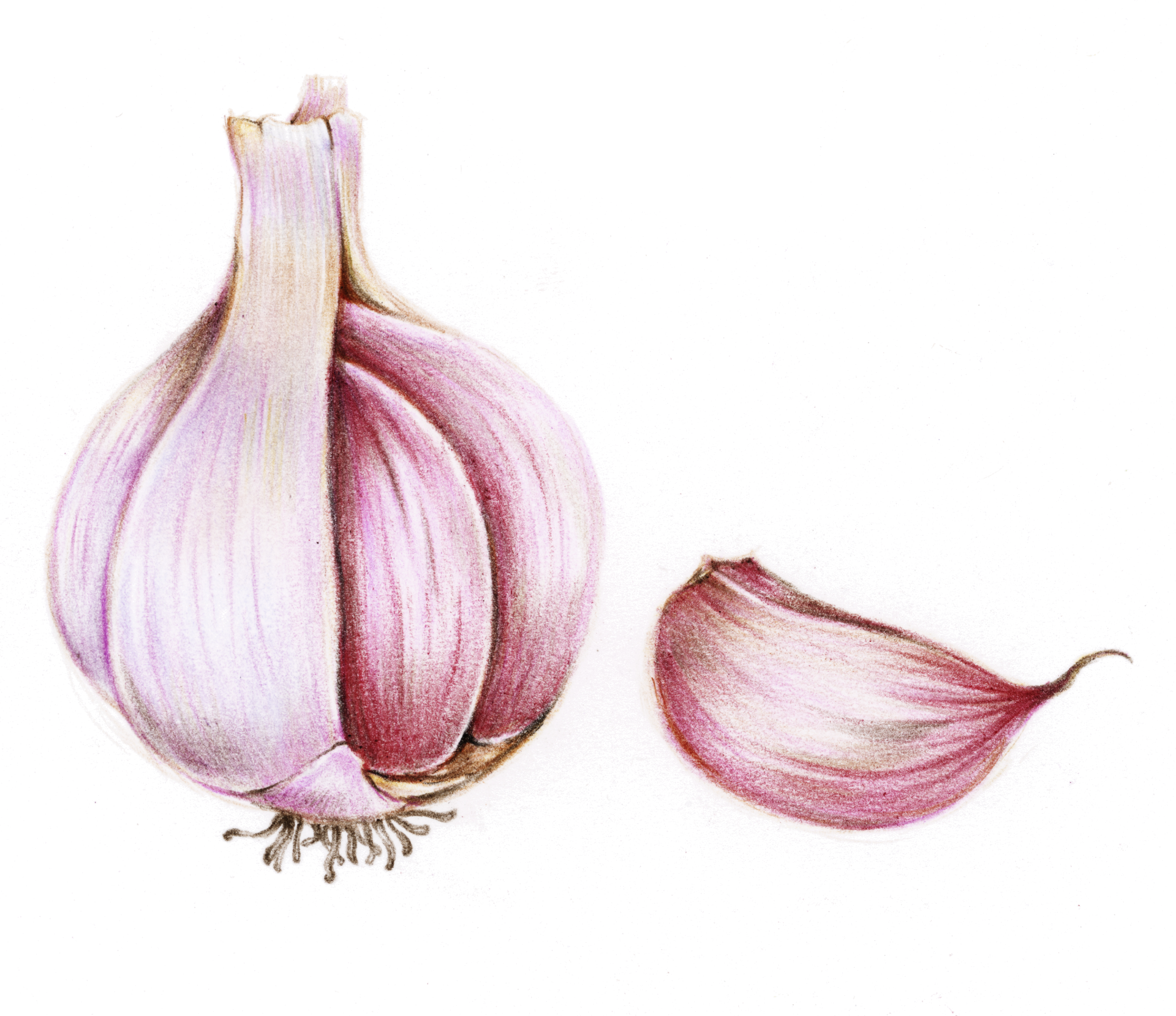 Ail Allium sativum