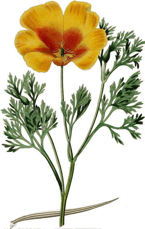 Pavot de Californie - Eschscholtzia Californica Pavot de Calfornie , Eschscholtzia Californica, Laurrier de Saint Antoine, papavaracées