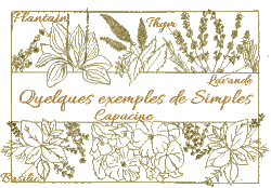 Thym, Lavande,Basilic, Capucine, Plantain.....