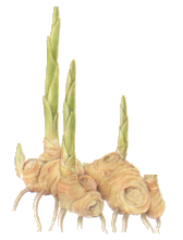 Gingembre Officinal - Zingiber Officinalis Gingembre, racine de gingembre, rizhome de gingembre, zingiber officinal, zingiber officinalis