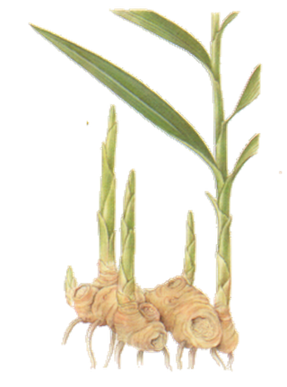 Gingembre Officinal - Zingiber Officinalis Gingembre, racine de gingembre, rizhome de gingembre, zingiber officinal, zingiber officinalis