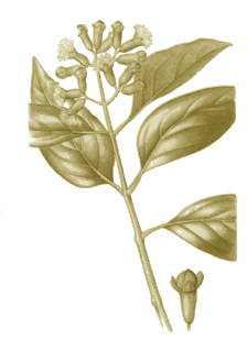 Antiseptique Carminatif Stimulant Antalgique Antiparasitaire Antispasmodique Anti vomitif Clou de Girofle Eugénia Caryophyllata Myrtacées