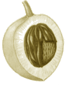 Carminatif Anti vomitif Décontractant musculaire Stimulant. Muscade, Myristica fragrans, Myristicacées