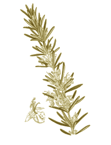 Antidépressive Antiseptique Antispasmodique Cholagogue Diurétique Stimulante Stomachique Tonique Romarin ,Romarinus Officinalis , Rosemarine, Encensier, Herbes aux couronnes, Romarin des troubadours.