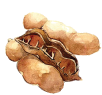 Tamarin, tamarindus indica, datte indienne, Tamarind, Tamarindo