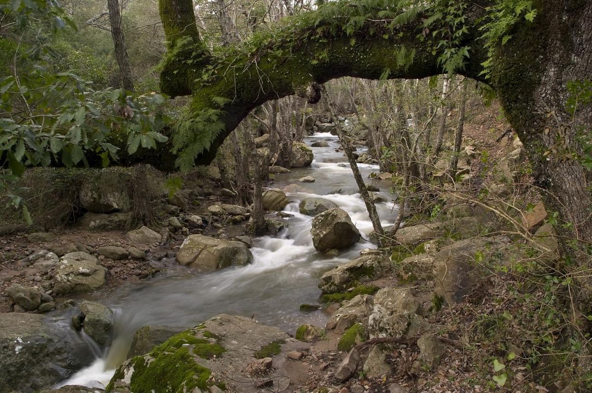 Río Guadalmesí
