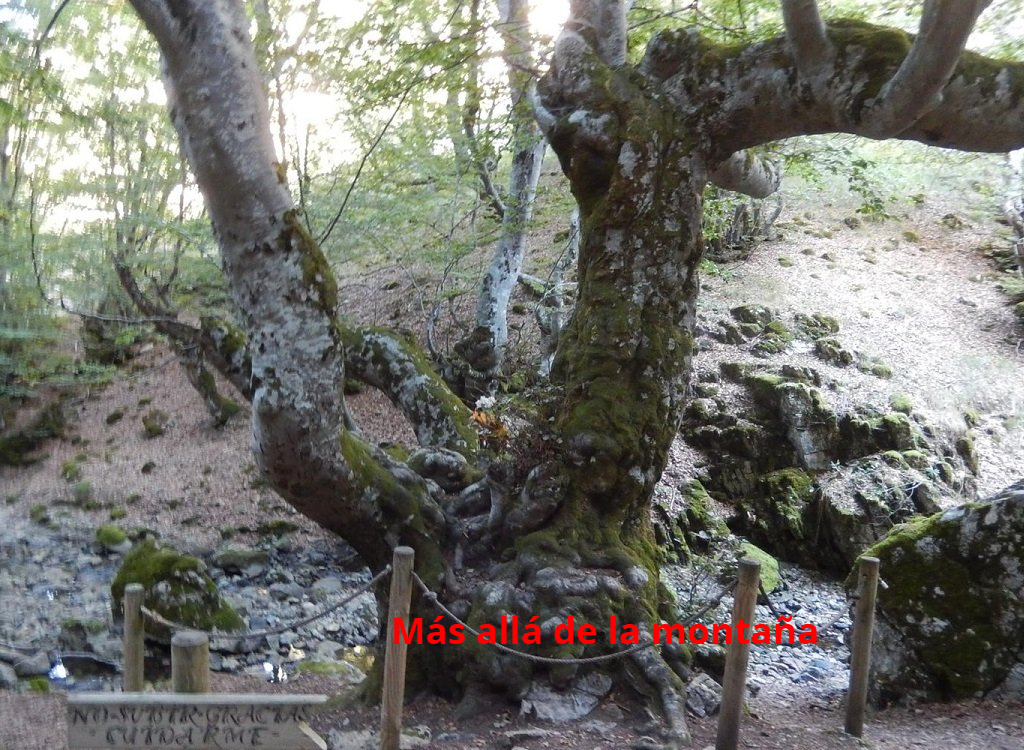 el haya bautizada como Fagus, que los expertos calculan pueda tener unos 800 años de edad