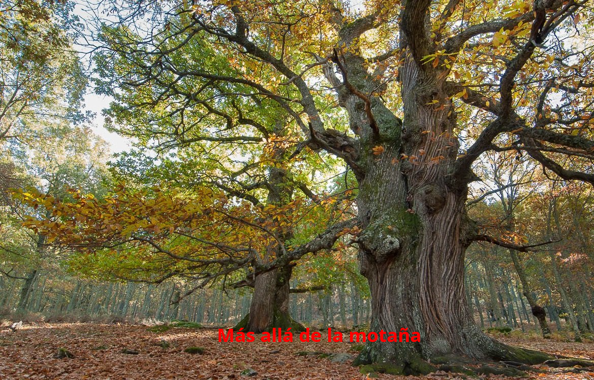 Castañar de El Tiemblo en Gredos