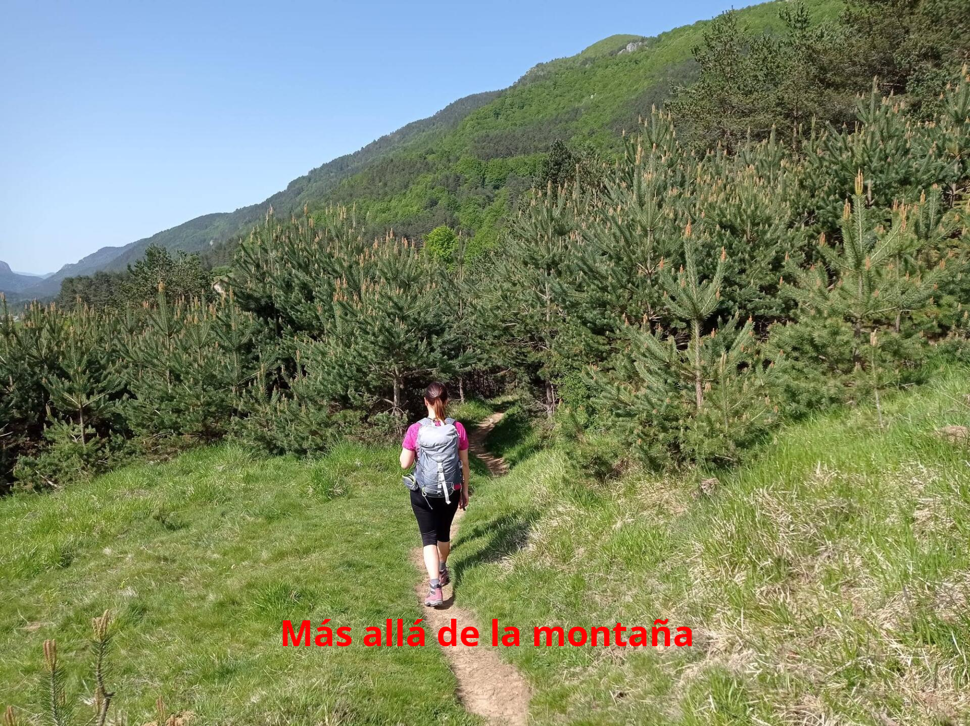 Nos introducimos en un bosque de pinos, que dará paso a un hayedo.