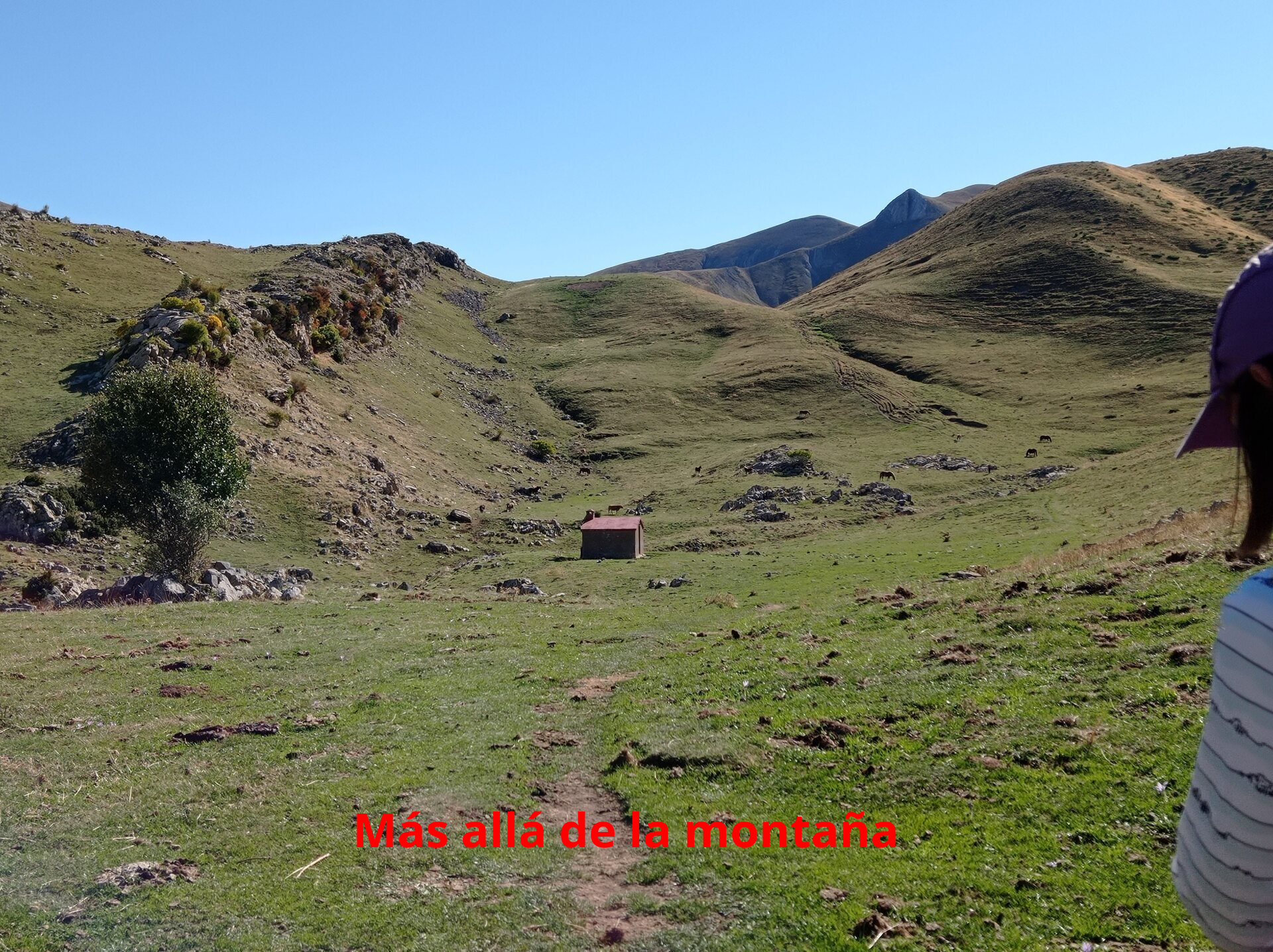 refugio forestal