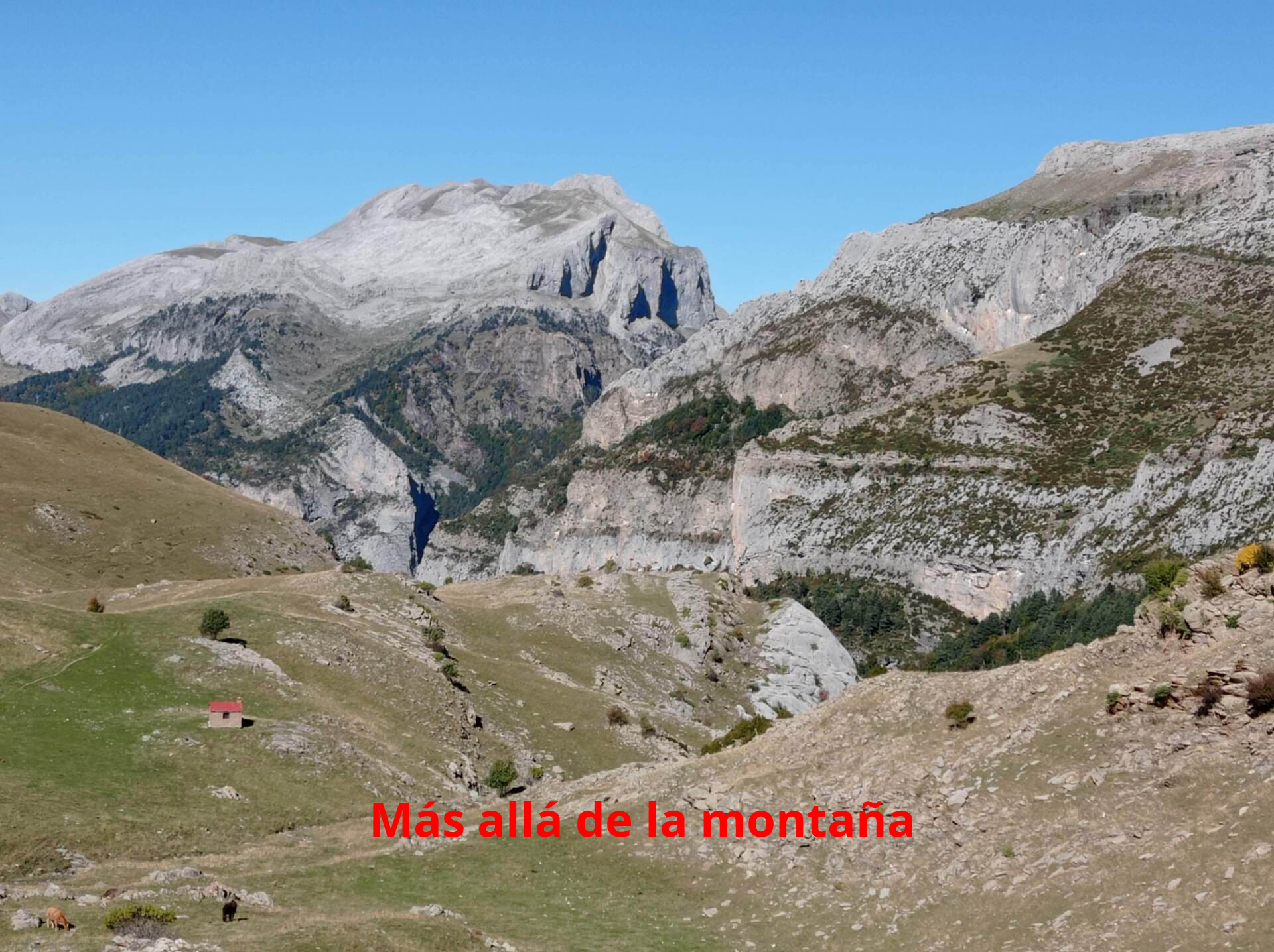 Pico agüerri